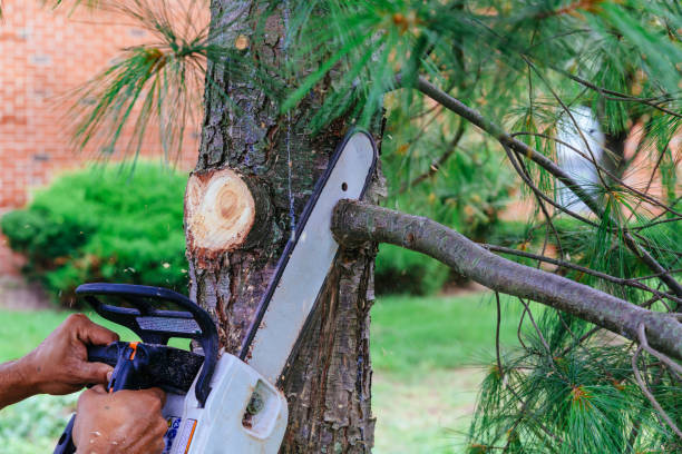 Tree Root Removal in Grantley, PA